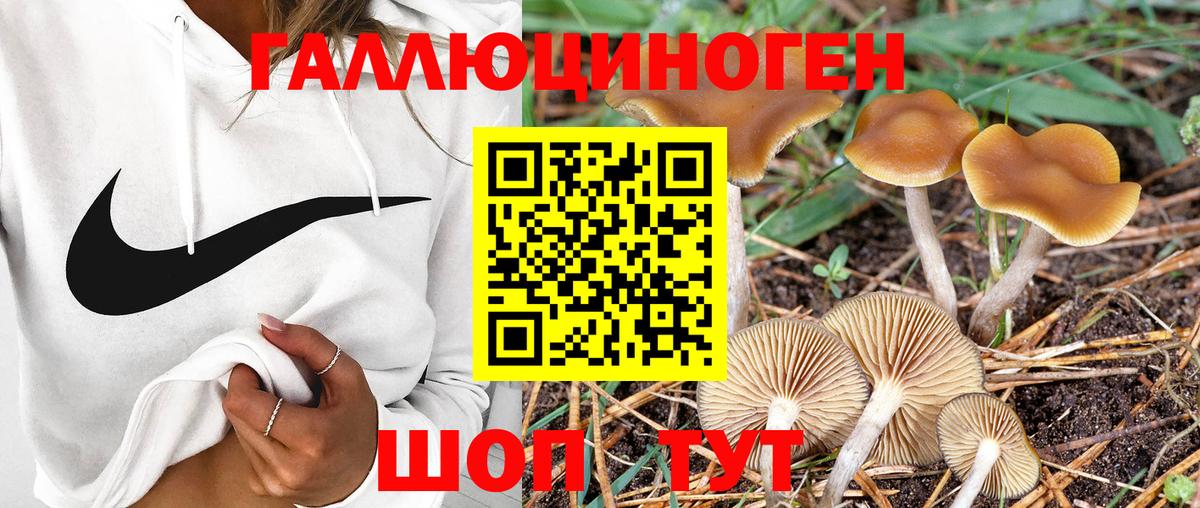 продажа наркотиков  Вход с VPN  Галлюциногенные грибы Psilocybine cubensis  Ростов-на-Дону  Псилоцибиновые грибы прущие грибы 
